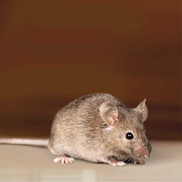 Gray mouse animal