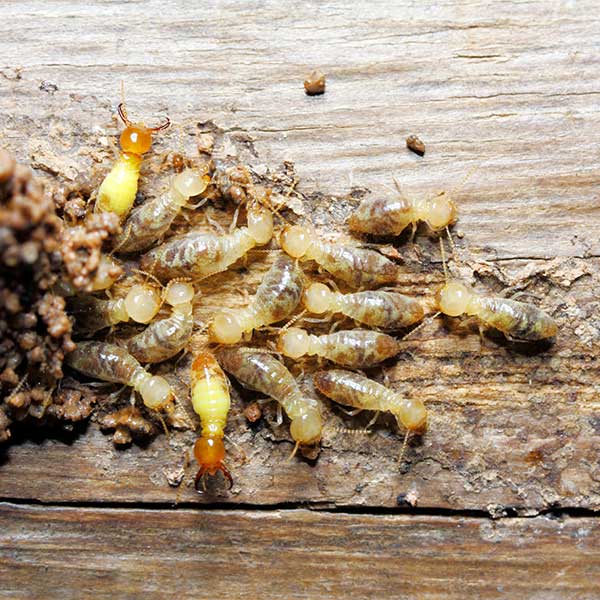 Termite on wood