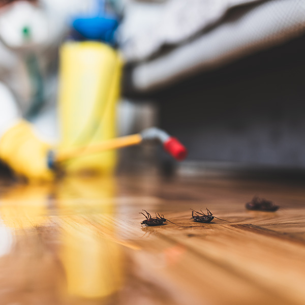 Exterminator in work wear spraying pesticide with sprayer.