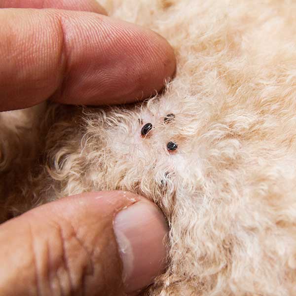 Closeup of mite and fleas infected on dog fur skin