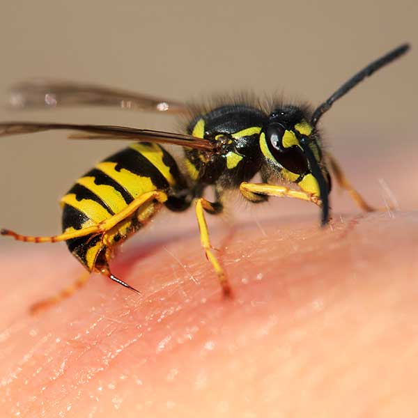 striped angry wasp stuck a sharp thorn in the human skin