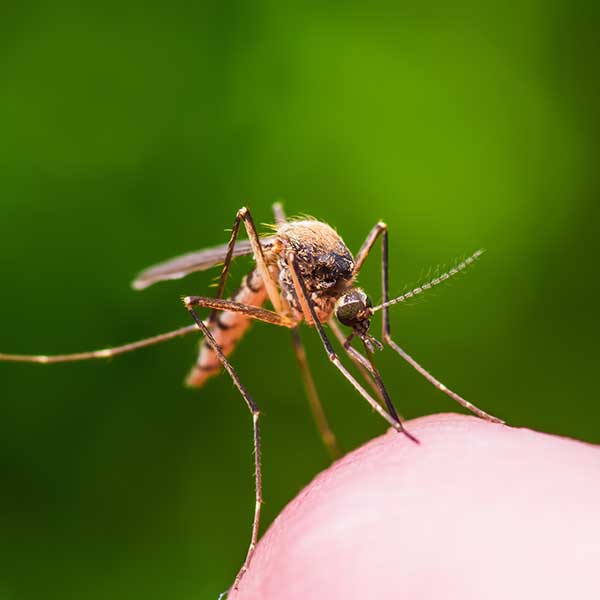 Mosquito Insect Bite on Green Background
