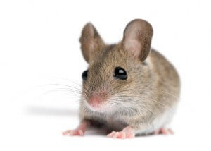 Deer Mice