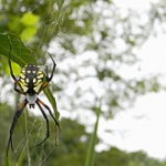 Orb Weaver